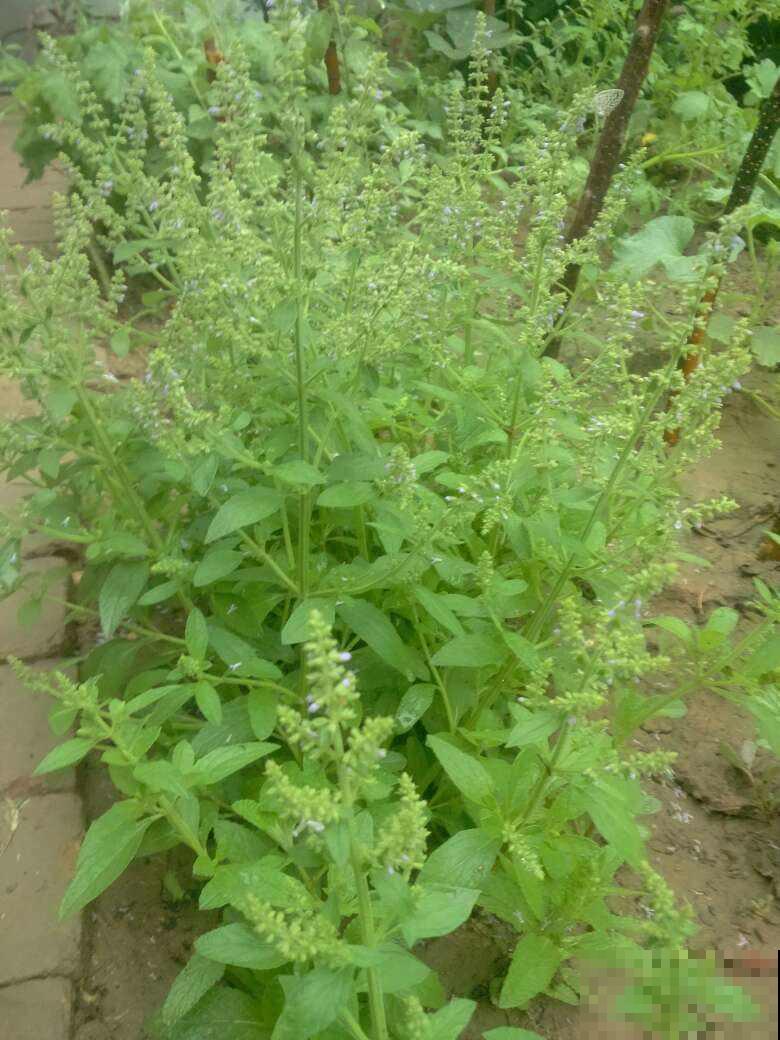 仙剑三的主角原来都是花的名字，追了那么久，居然都不知道！