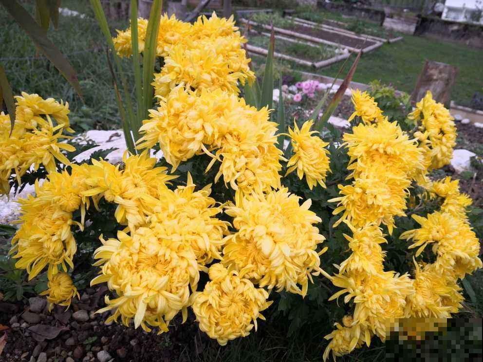 顶住压力买的一楼小院,自从养了花,邻居羡慕得不得了 顶住压力买的一楼小院,自从养了花,邻居羡慕得不得了