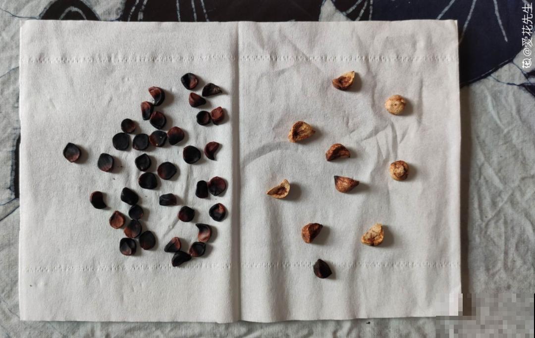 20种花不用买，开完花等20天，爆出好多种子！