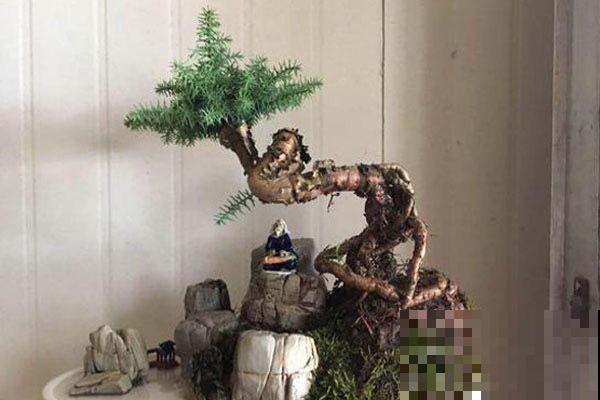 想在家里养花，先看看这5个忌讳，很多人都会犯！