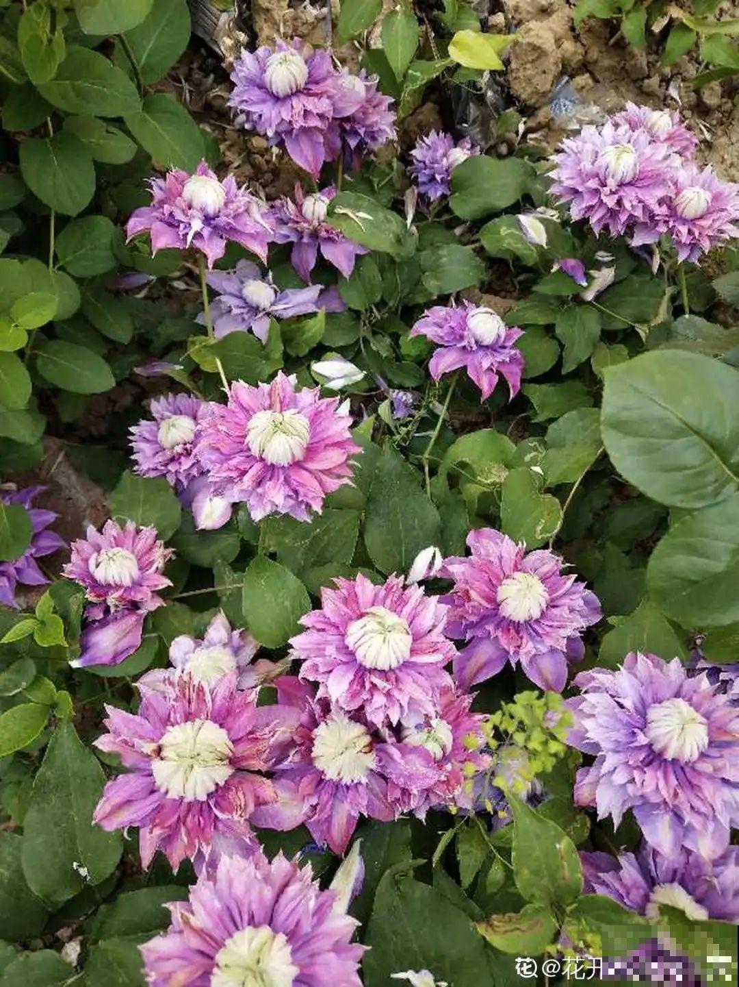 有院子的话，要种一整面花墙，呼呼开爆