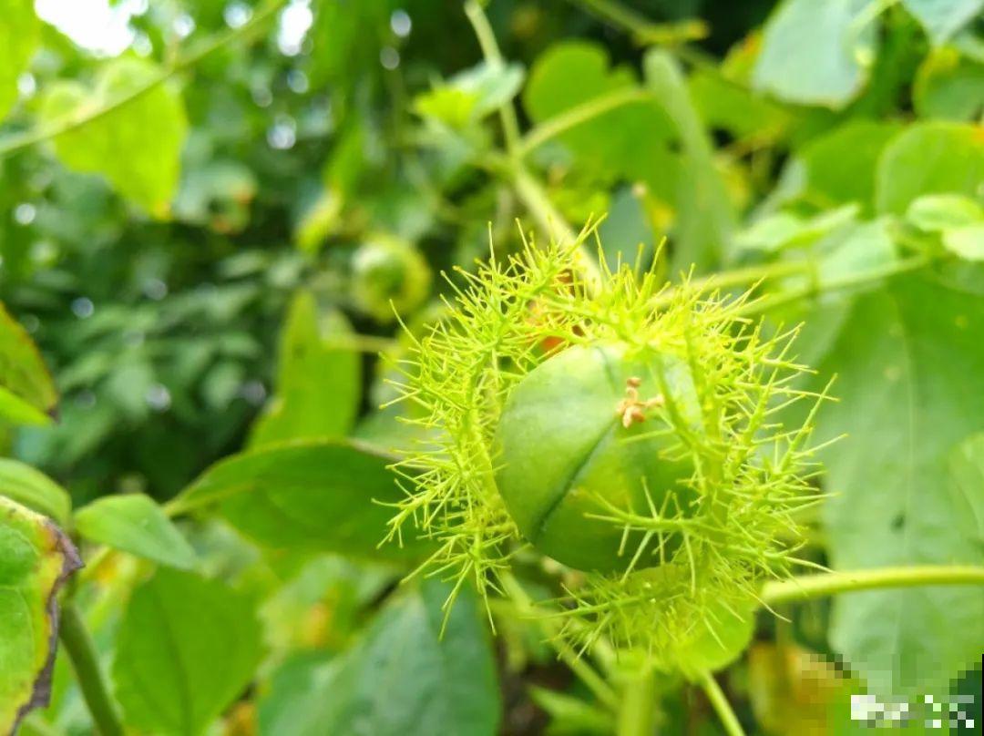入侵植物太可怕，周围的草全被缠死，谨慎养护
