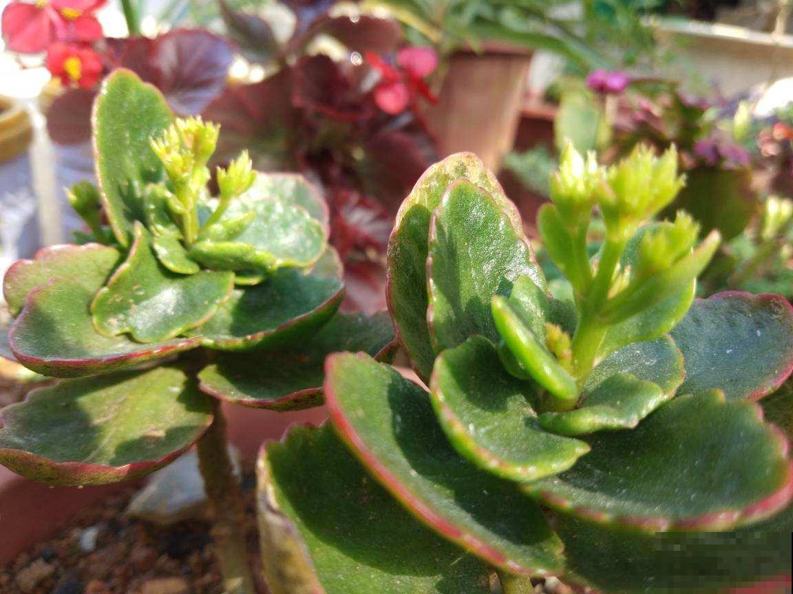 植物轻微烂根，可以依靠自愈能力，做好3点最重要