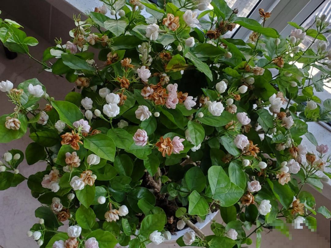 春天肥料要用对，根据植株种类施，效果更好