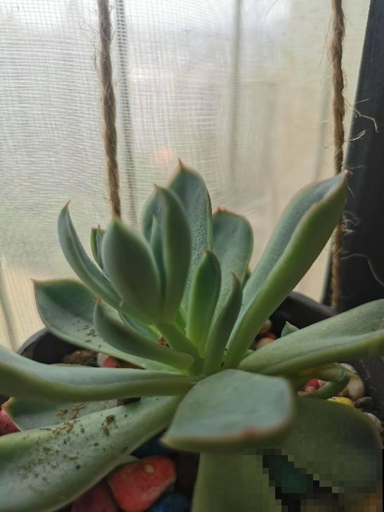 家里多肉徒长?教你几招来整治,多肉重新“萌萌哒”! 家里多肉徒长?教你几招来整治,多肉重新“萌萌哒”!