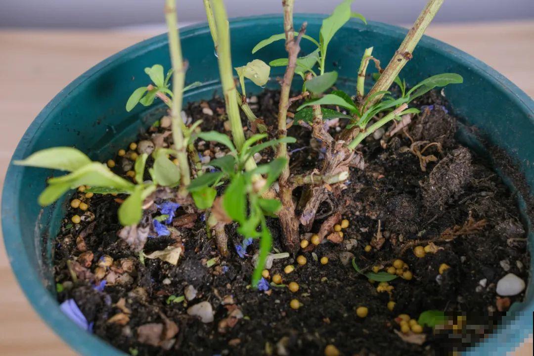 家里养了月季,花后使劲剪,越剪越开花,真省心 家里养了月季,花后使劲剪,越剪越开花,真省心