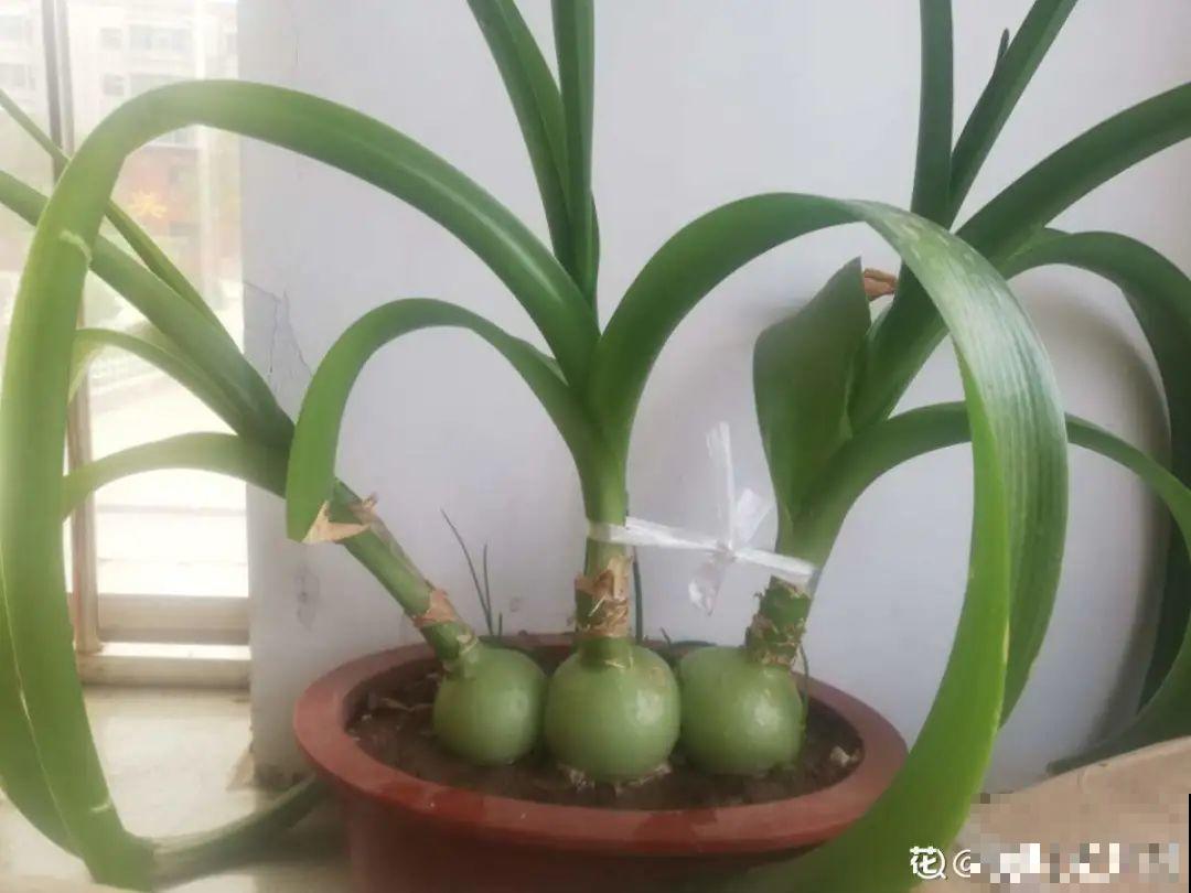 植物长了个大肚子，超级耐旱，一个月不浇水也死不了