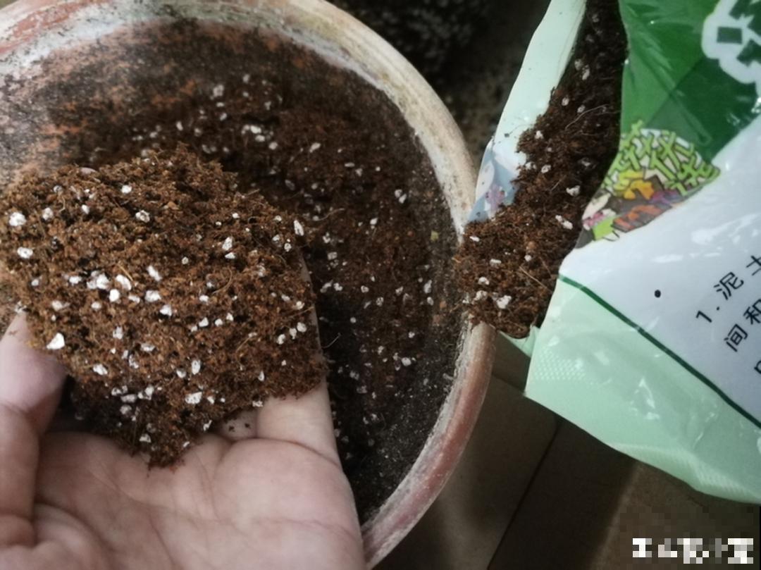 11种常见花，现在扦插，成活率特高