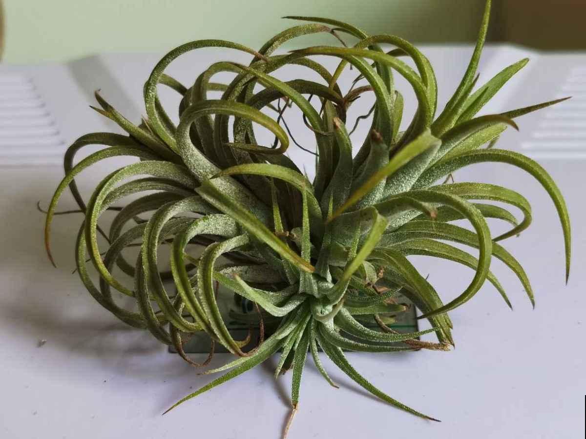 车里养盆小绿植，异味被吸走，观赏效果超好