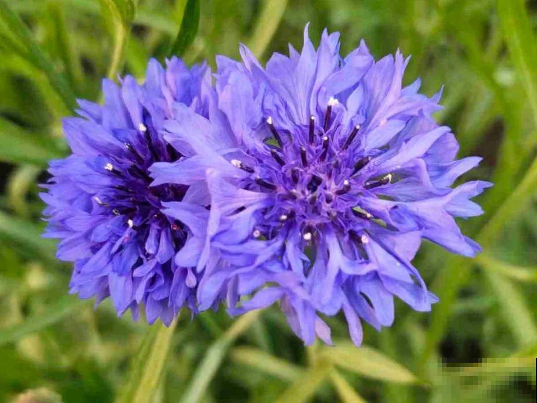 5月出门,收下这份百花图谱,啥花都能叫上名! 5月出门,收下这份百花图谱,啥花都能叫上名!