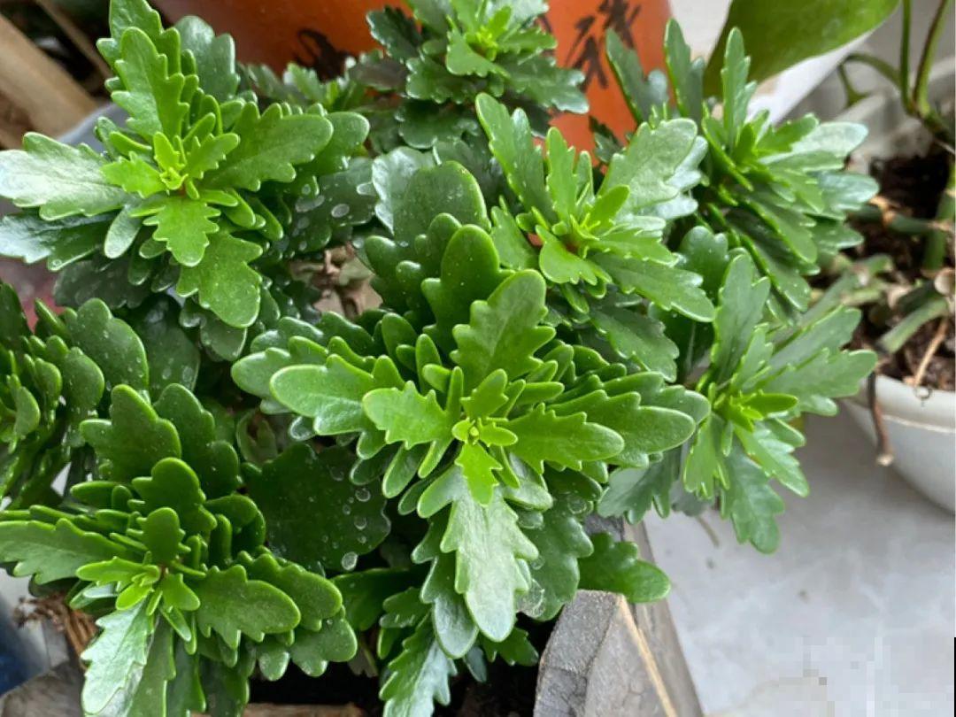 春天养花，就怕乱浇水，浇错水植物死的越快