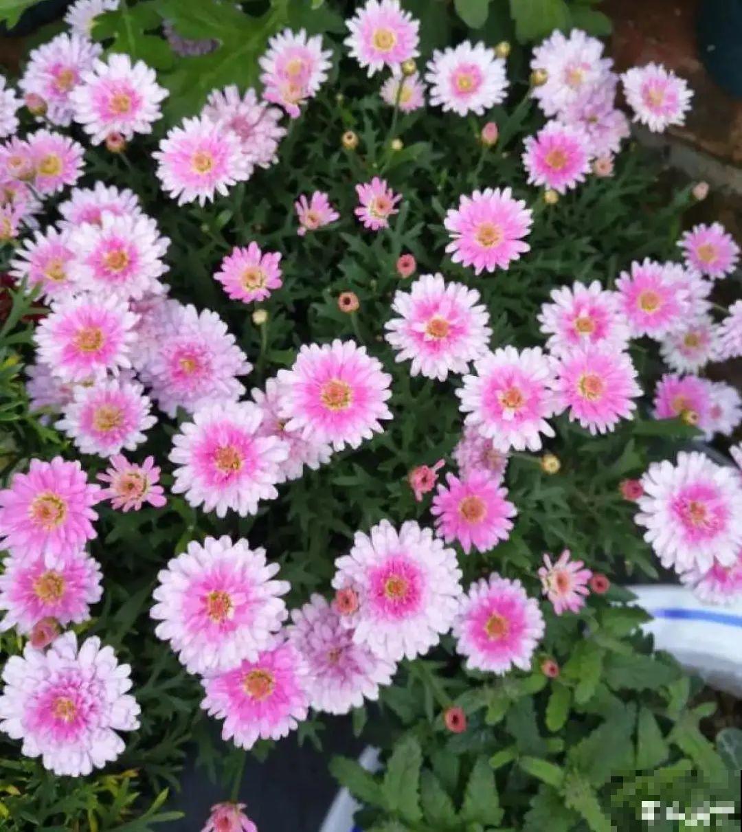 11种常见花，现在扦插，成活率特高