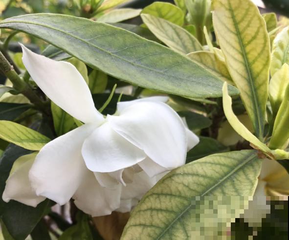 春天养花，就怕乱浇水，浇错水植物死的越快