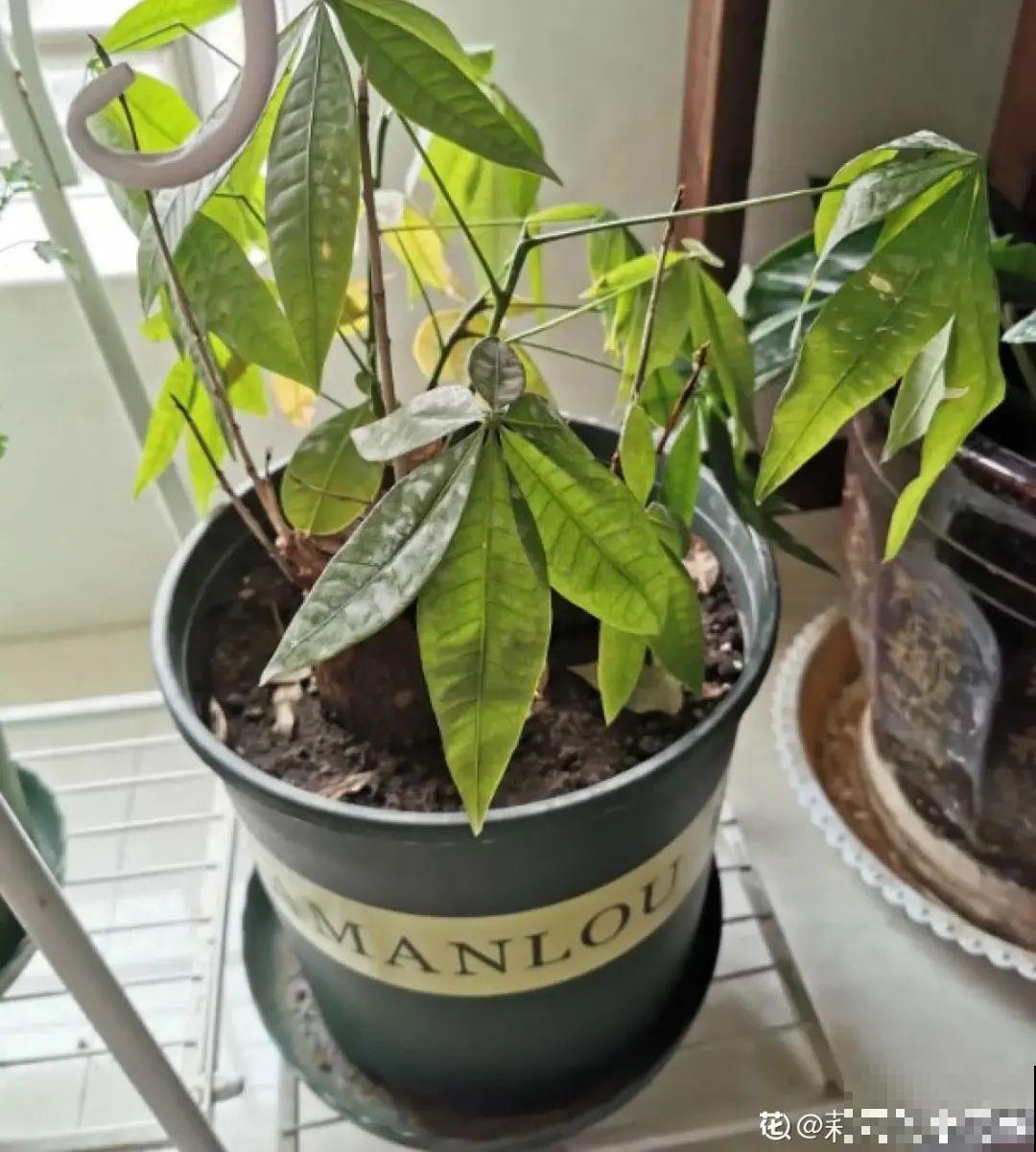 虐着养的花，剪成秃子，半月不浇水，呼呼开花