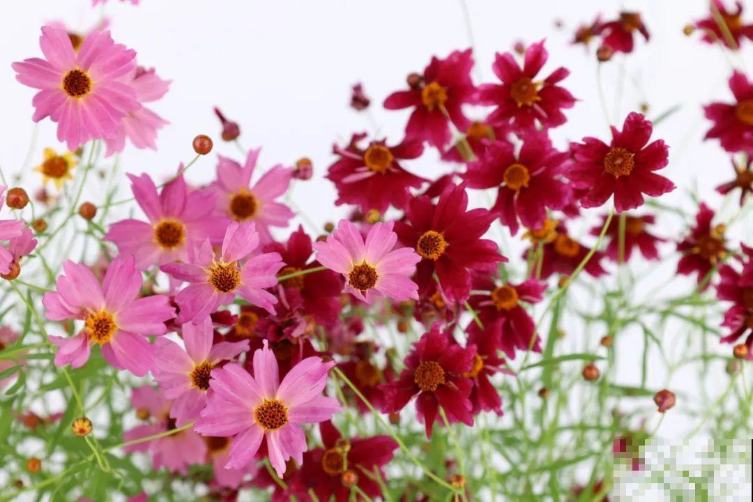 夏天里超能开的花，爆花上百朵，开完剪一刀，很快又爆花