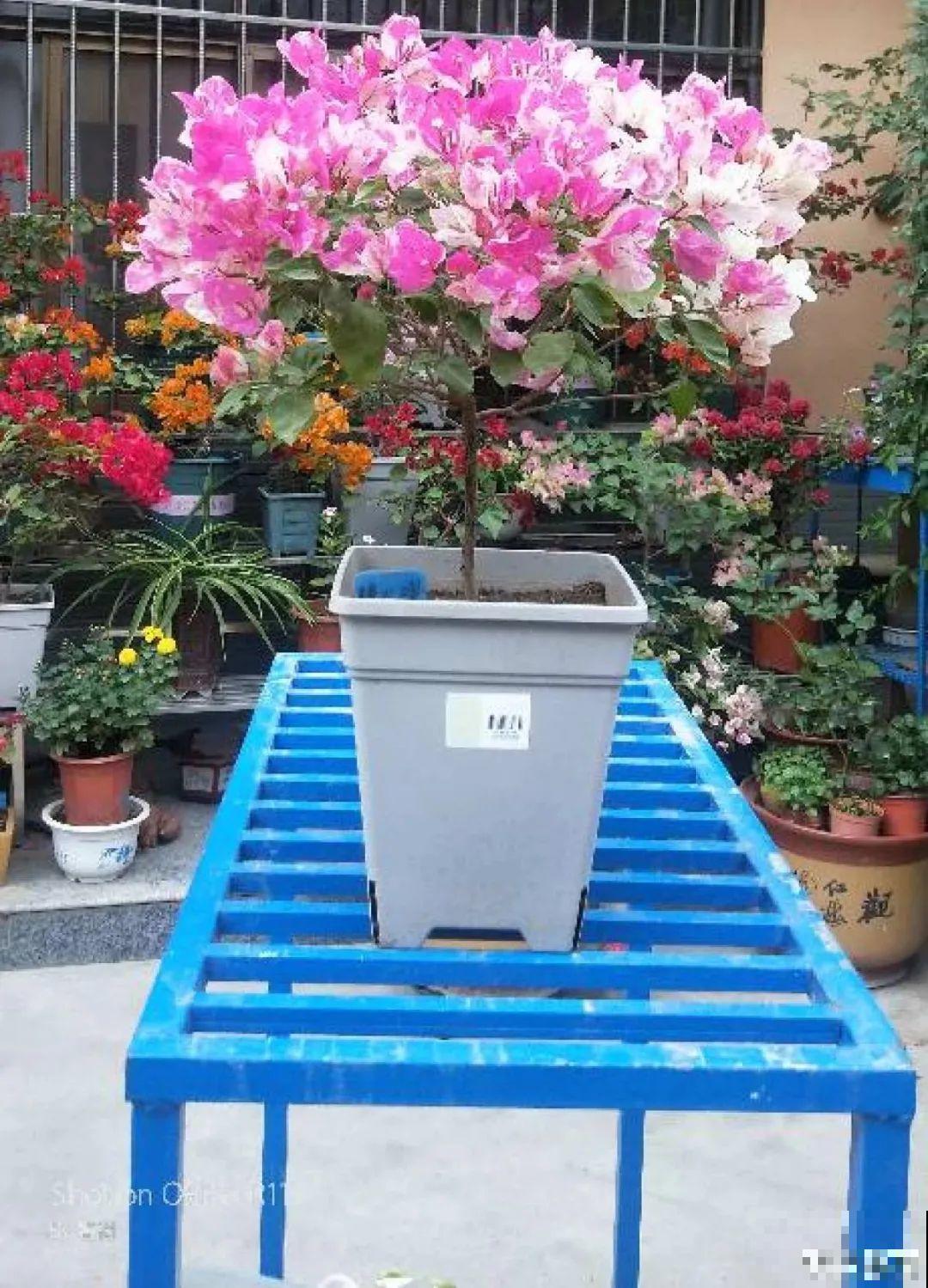 三角梅长不好？赶紧给它摘叶子，摘得越干净，长得越好