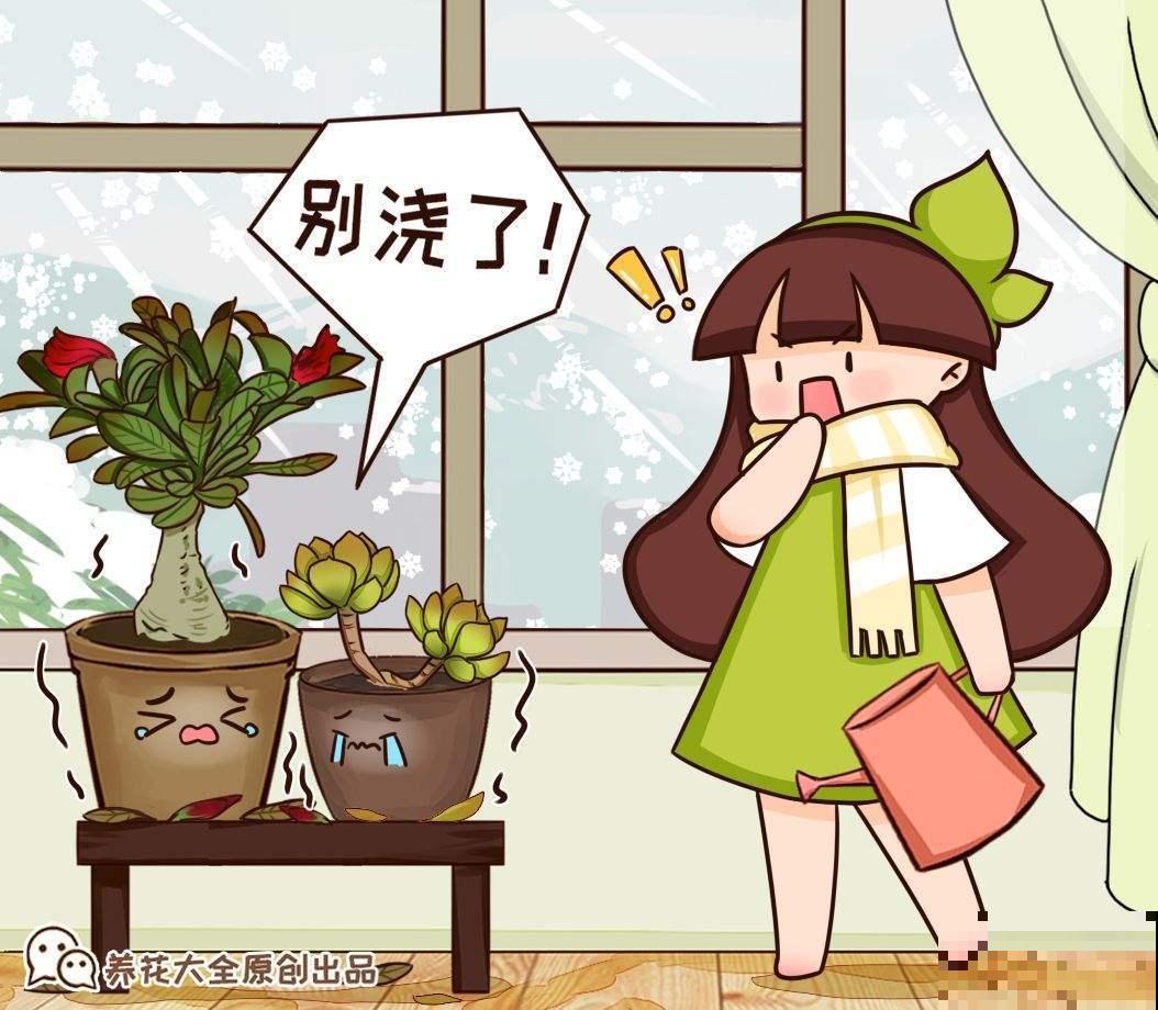 多肉养不旺？稍微加点技巧，蹭蹭“长肉”！