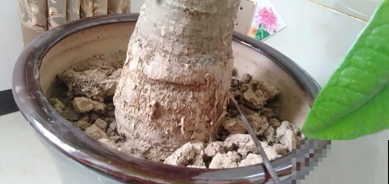 土壤板结,加这2样东西,土变疏松还肥得流油! 土壤板结,加这2样东西,土变疏松还肥得流油!