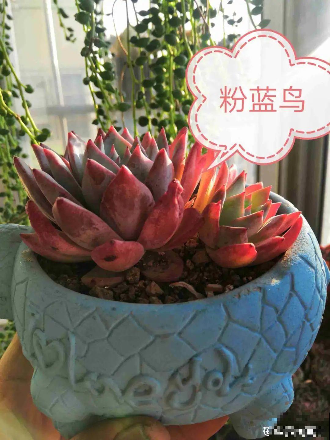 春天的多肉，长成一把大大扇子，看着就是爽