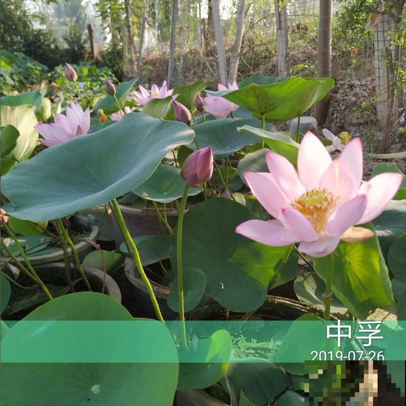 4种花颜值很高，但就败在名字上，真是冤枉