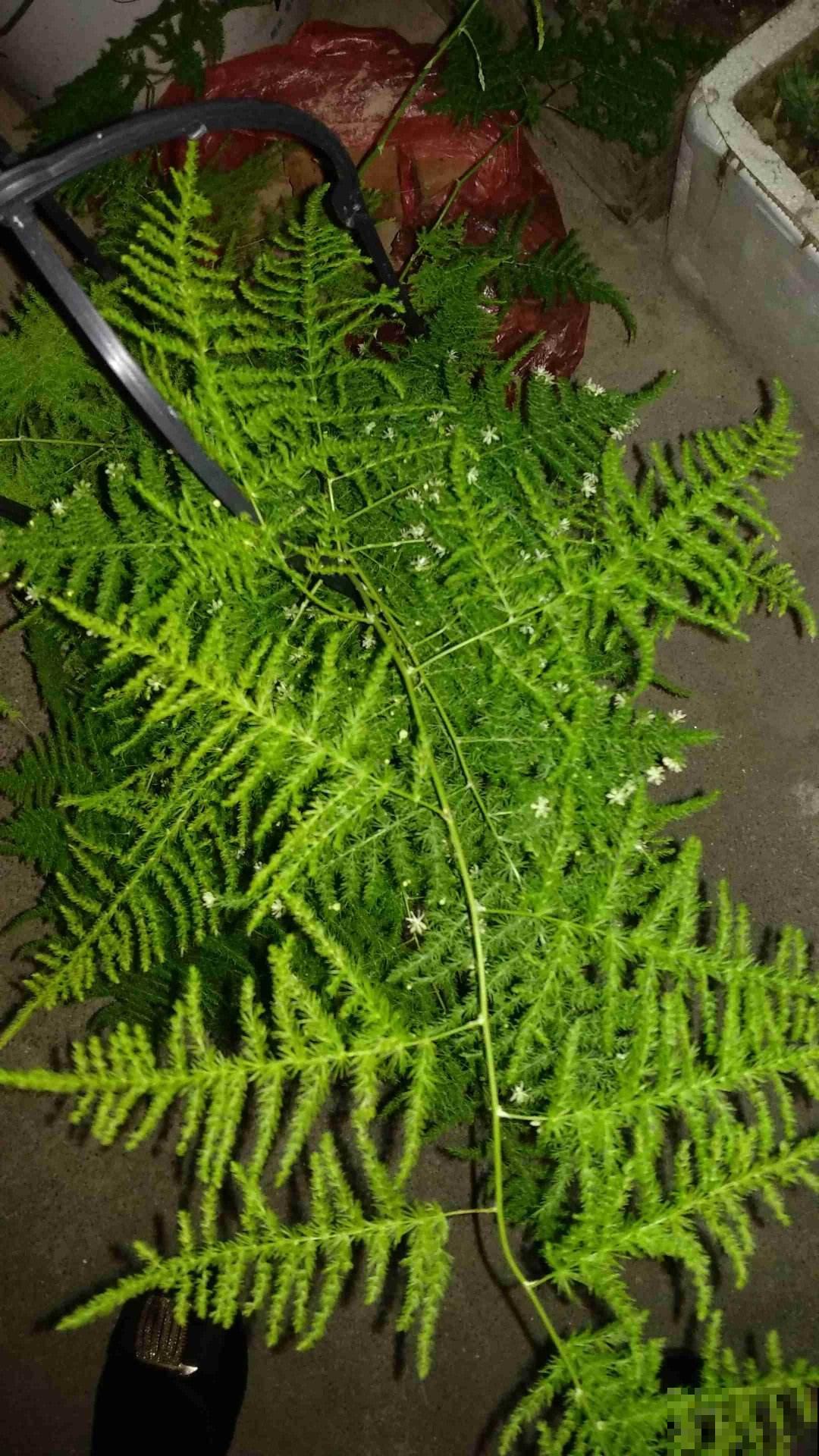 文竹总黄叶，要及时剪掉，新叶子才会继续长