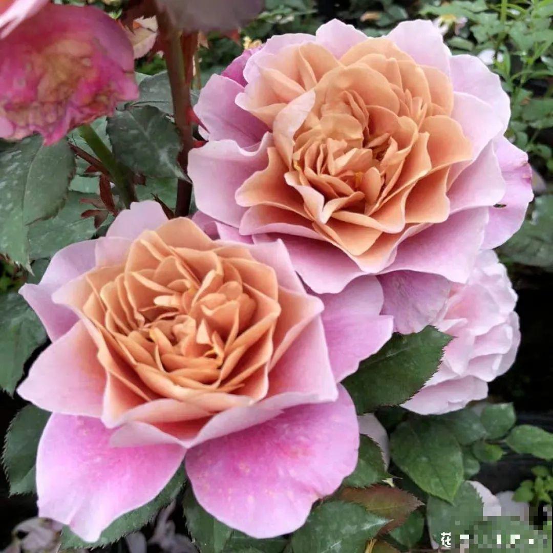 50种月季，各有各的美，哪一种是你的“菜”？