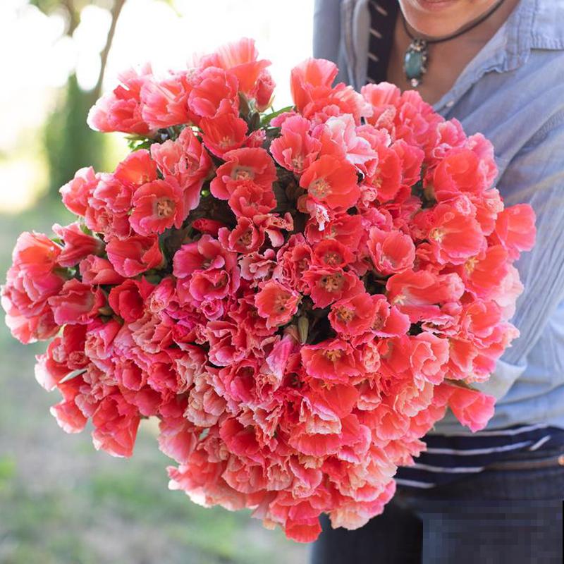 1种花名叫“古代稀”,撒把种子就开花,越养越上瘾 1种花名叫“古代稀”,撒把种子就开花,越养越上瘾