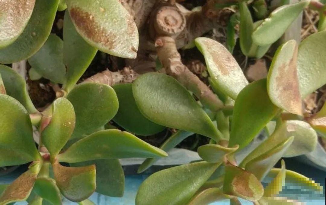 10种花夏天要休眠,必须控制浇水,不然全都浇死了 10种花夏天要休眠,必须控制浇水,不然全都浇死了