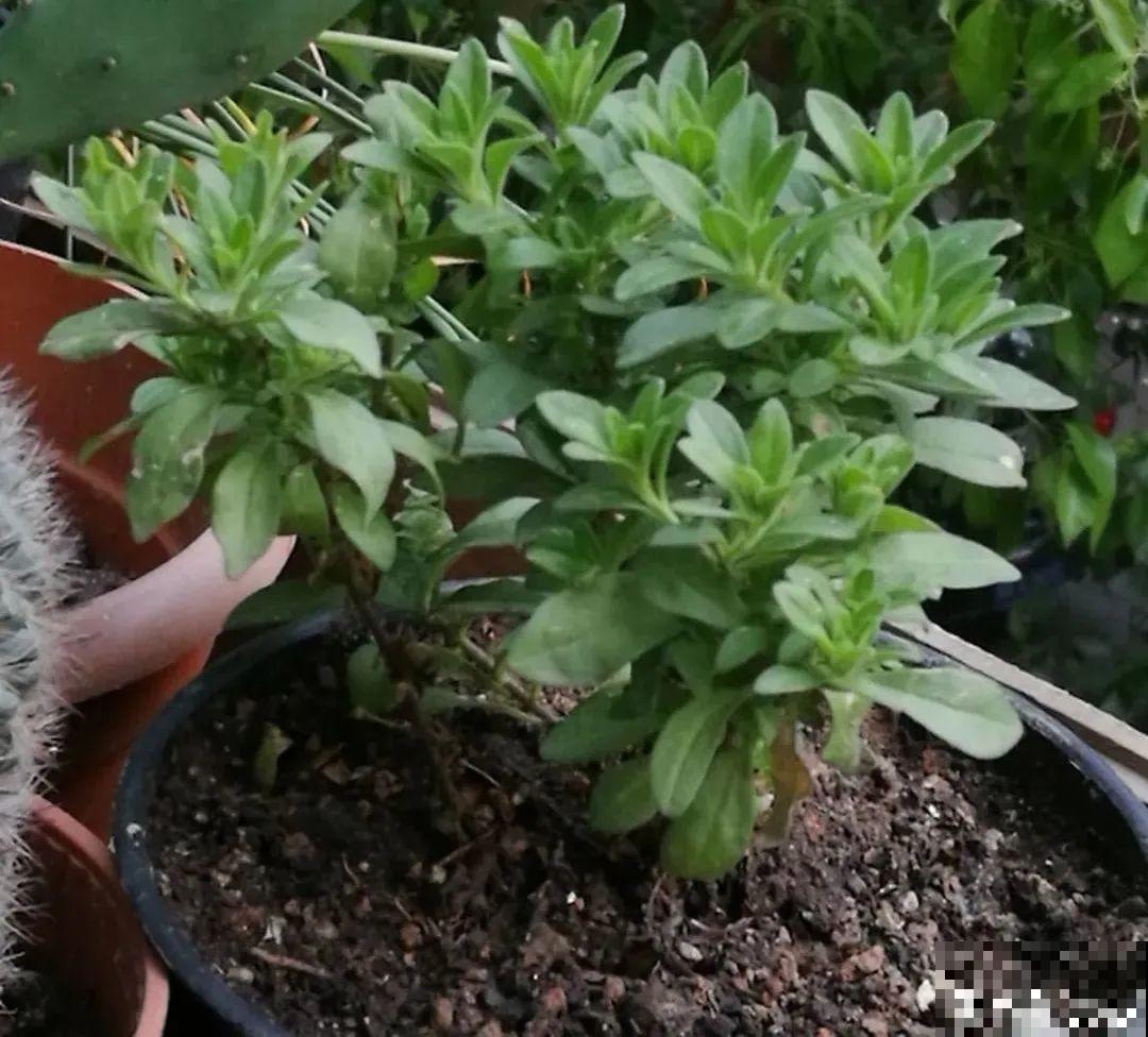 公认的难养花，买一盆死一盆，原来是被动了手脚…