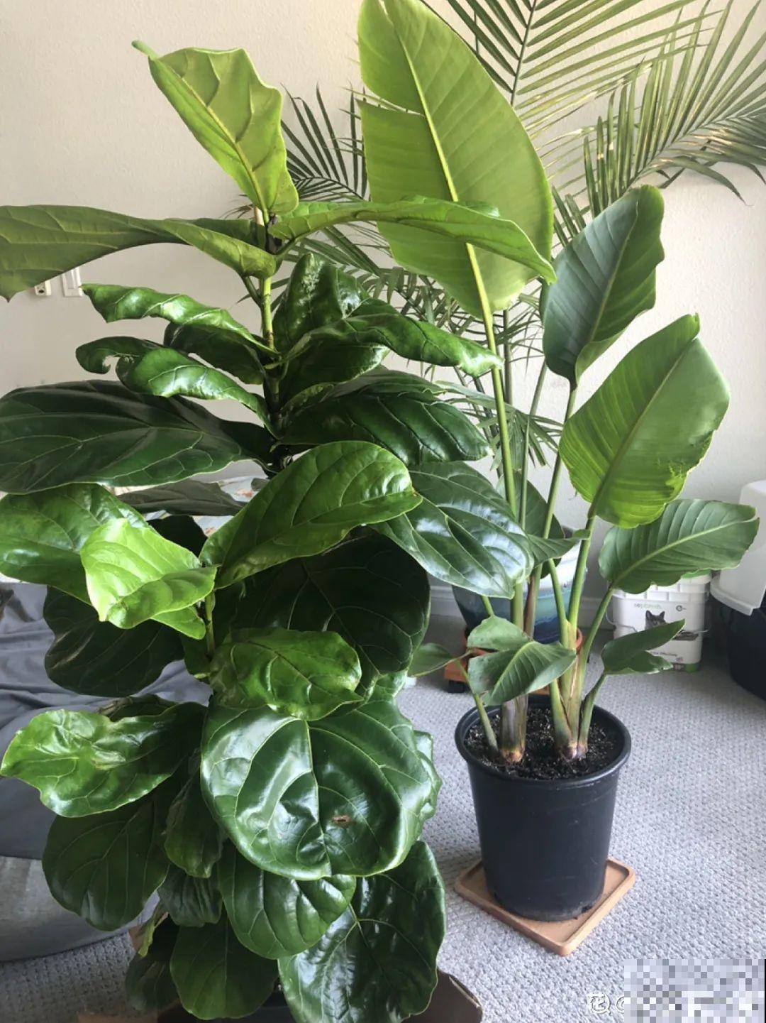 适合大门口养的花，开花时间要长，开花也要大气