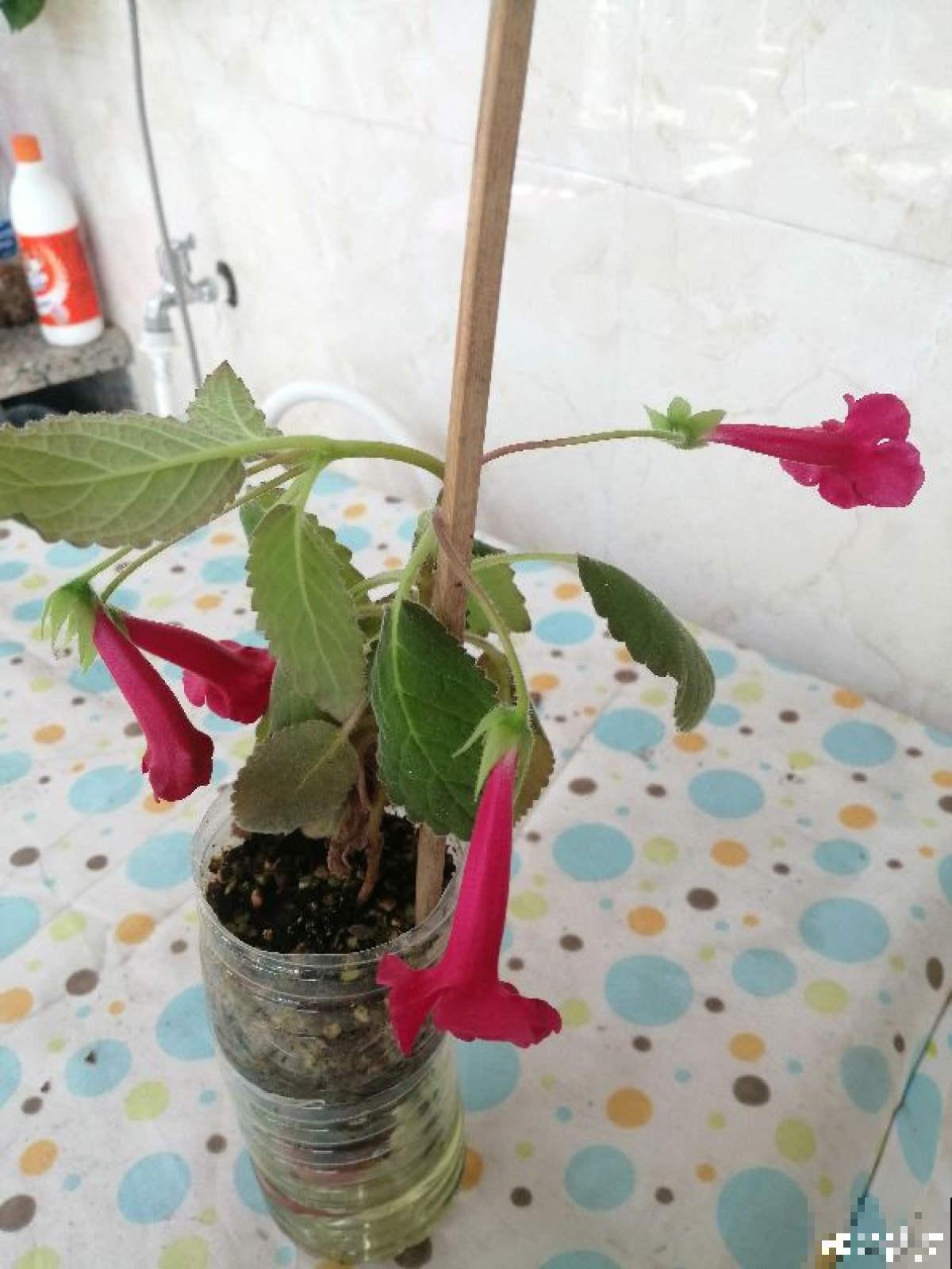 开花像“小喇叭”的植物，特别耐阴，没光也能开爆盆