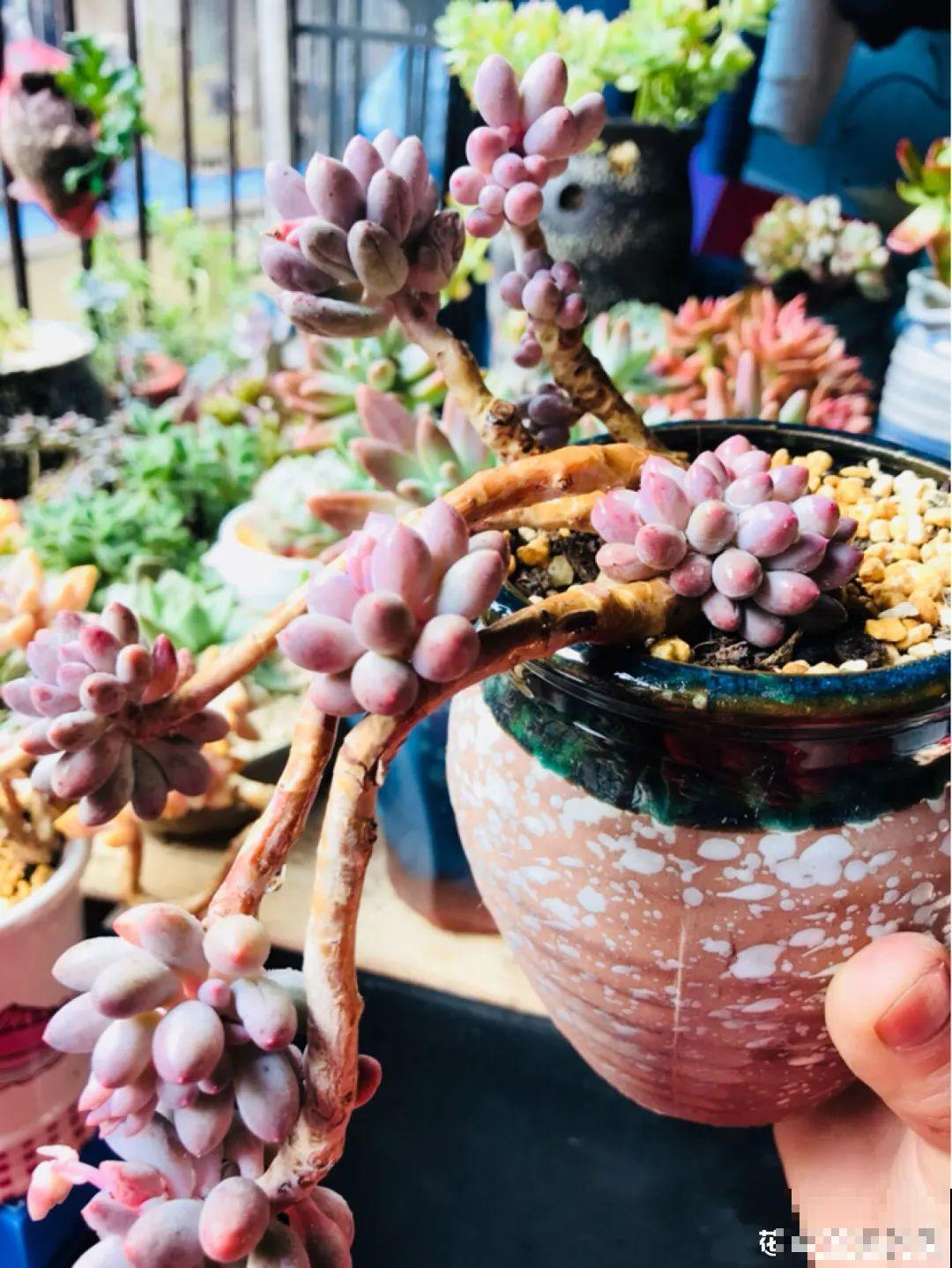 多肉老桩属实震撼，颜值都很高，越养越上瘾