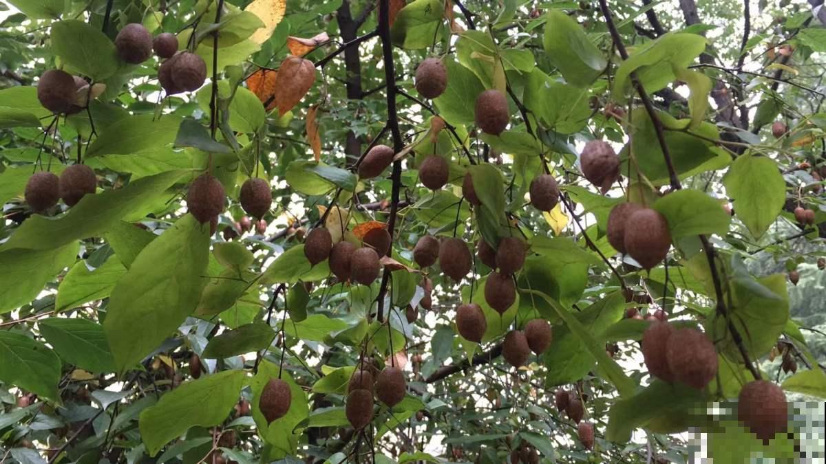 中国独有的树，开花满树白雪，结果像个“小秤锤”，见过的人太少