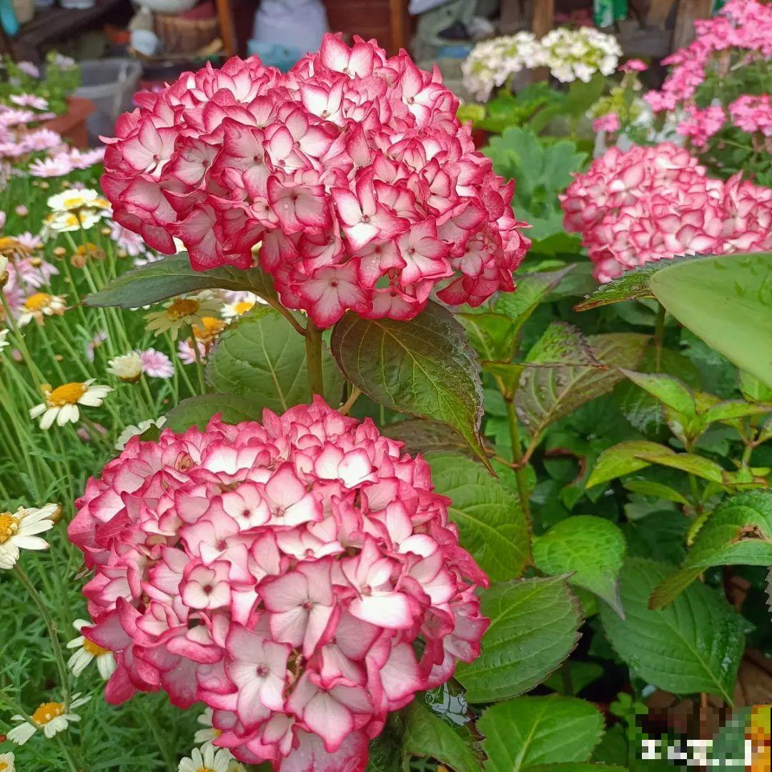 花开完了,别急着扔,好好养还能活几十年 花开完了,别急着扔,好好养还能活几十年