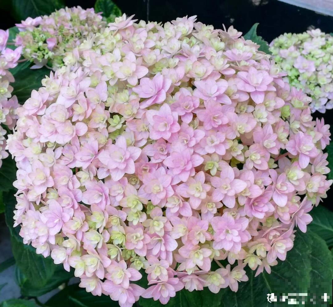 夏天扦插最好活，剪个枝条插土里，10天就生根！