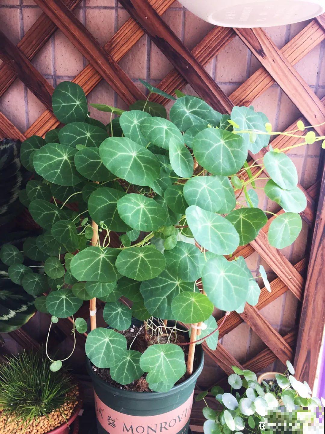 家里养棵“丑八怪”，霸气镇宅，越养越爱