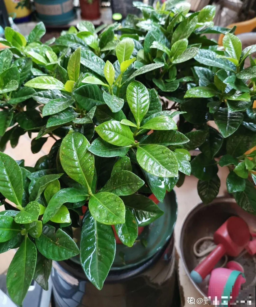 春天肥料要用对，根据植株种类施，效果更好