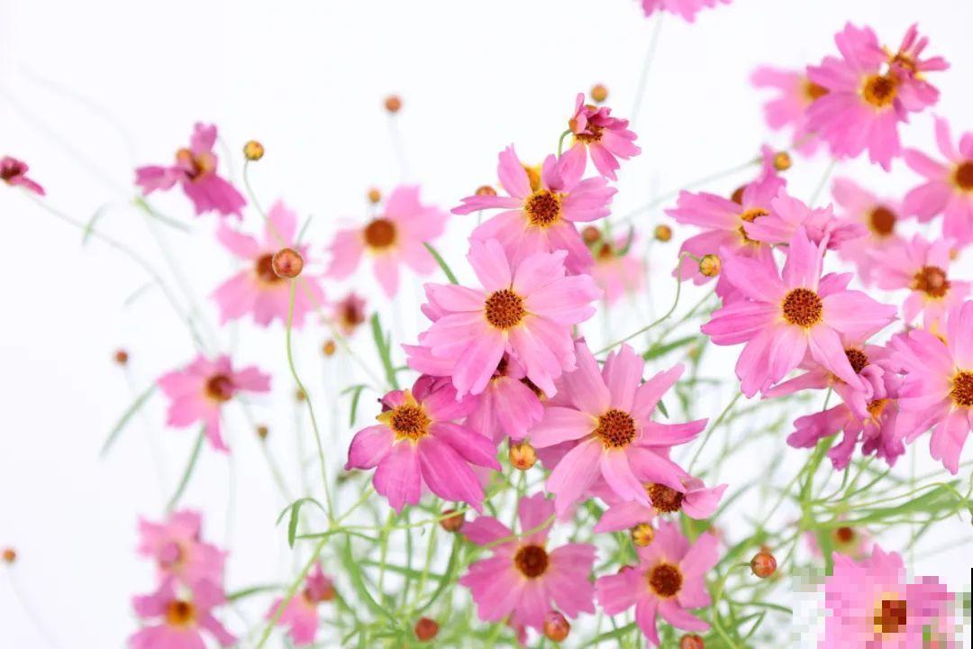 夏天里超能开的花，爆花上百朵，开完剪一刀，很快又爆花