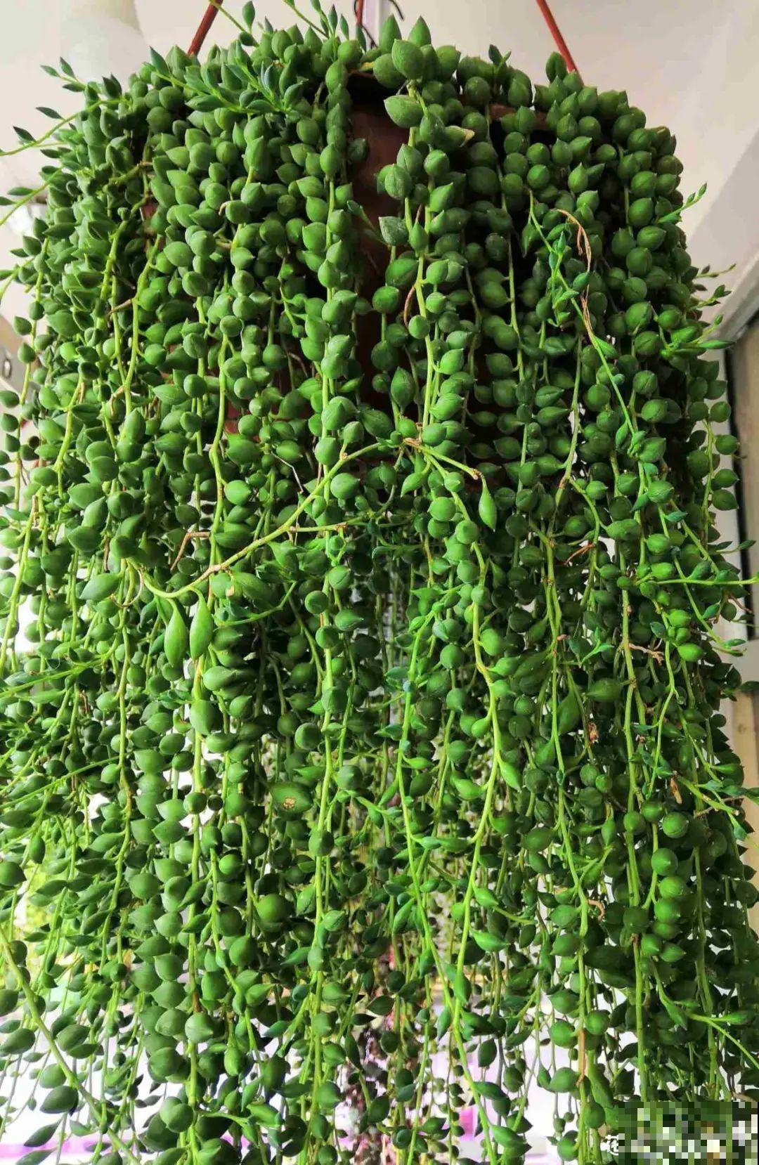 春天的多肉，长成一把大大扇子，看着就是爽