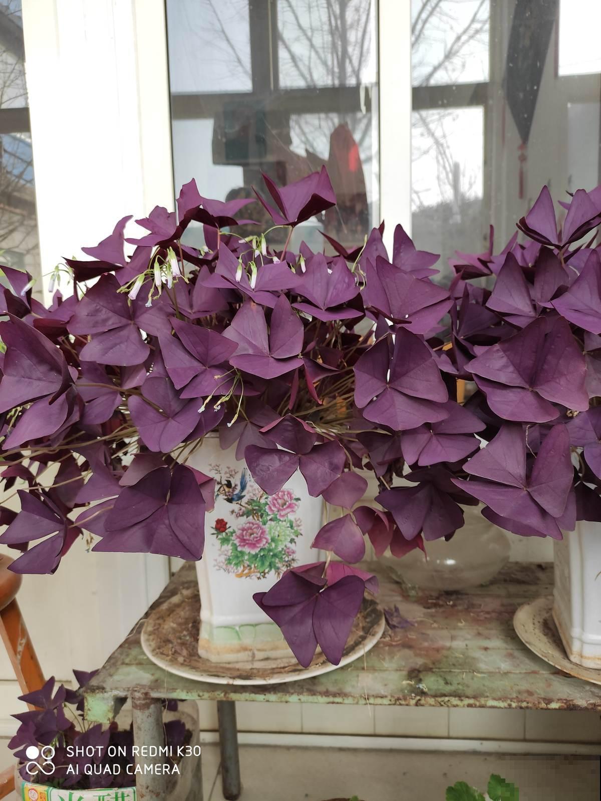 仙气飘飘的落新妇，开花气质独特， 让人一眼就爱上