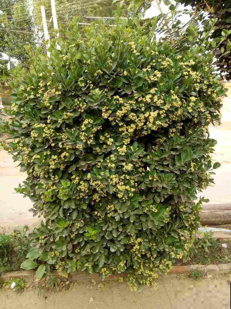 路边的月季开花后，比拳头还要大，没成想却招了贼