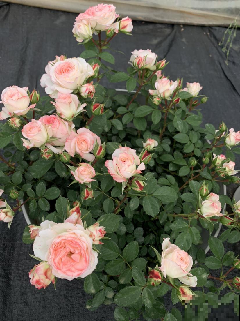 养花不用养太多,这一种花养好了,足够撑起一家门面! 养花不用养太多,这一种花养好了,足够撑起一家门面!