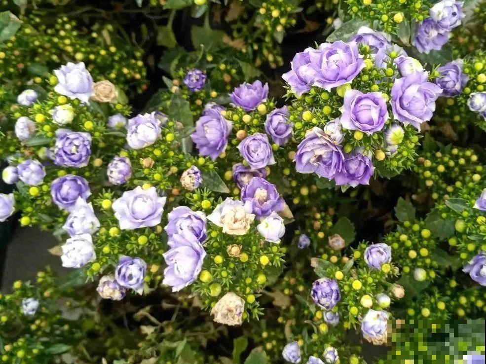 5月出门,收下这份百花图谱,啥花都能叫上名! 5月出门,收下这份百花图谱,啥花都能叫上名!