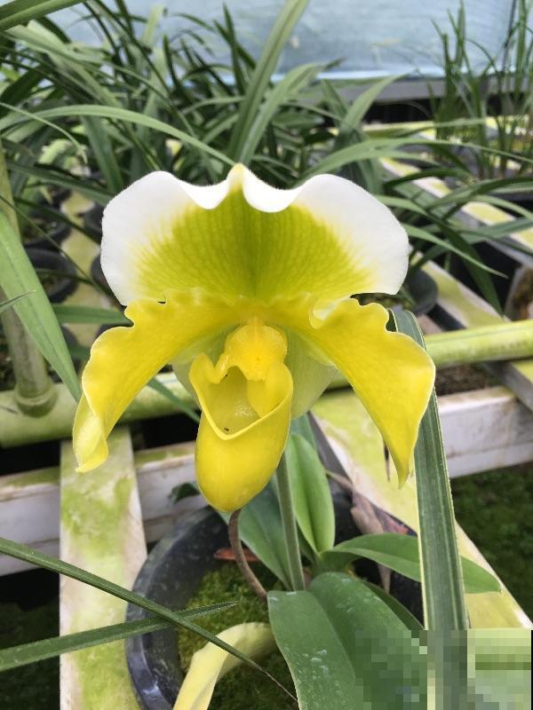 1种兰花开花特美艳，像个小拖鞋，还是贵货