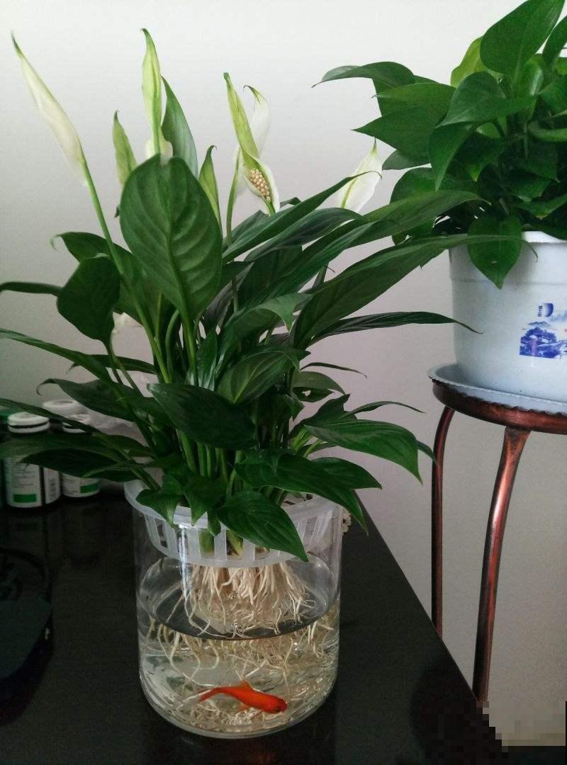 养花换个方法,直接插水里养, 干净长得快 养花换个方法,直接插水里养, 干净长得快