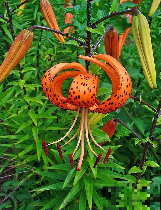 6种你可能没见过的百合，长在野外深山里，很难见到！