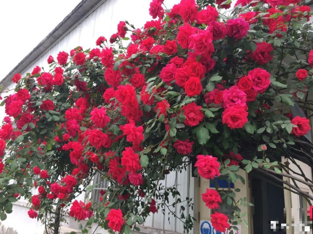 有院子的话，要种一整面花墙，呼呼开爆