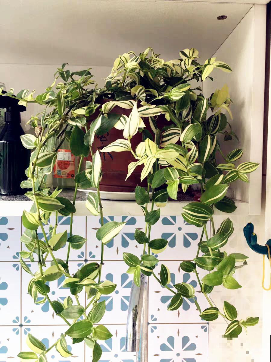 28种耐阴花，没光也能开爆盆，养在家里超有范儿