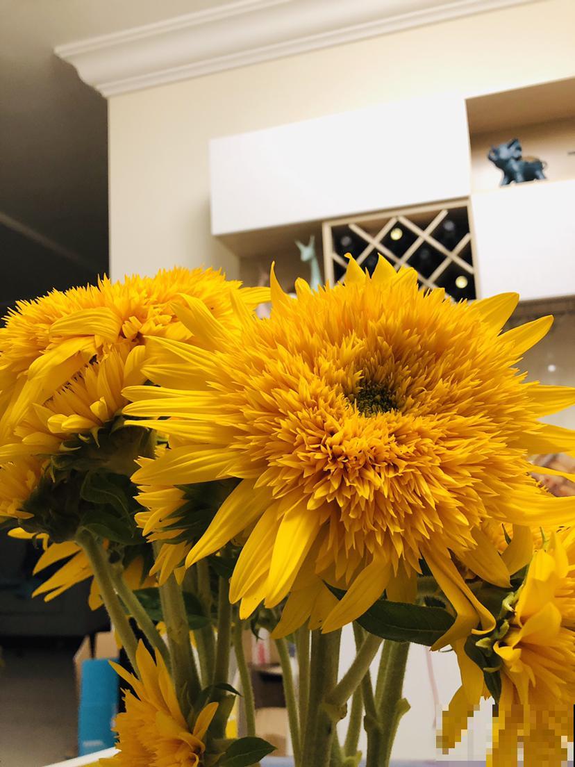 超喜欢太阳的向日葵，春天播种最合适，3天就长叶