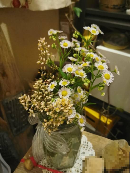 在家做个玻璃生态缸，各种植物随心养，自己就能活！